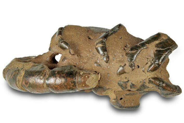 Fossil Mud Lobster (Thalassina) - Gunn Poin, Australia #307769
